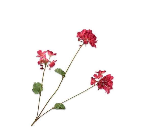 Geranium beauty