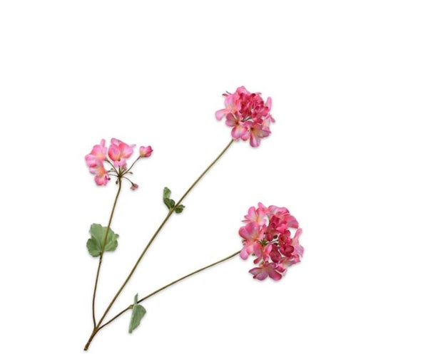 Geranium Fuchia
