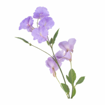 Lathyrus Licht blauw