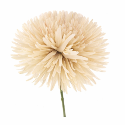 Chrysant cream