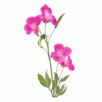 Lathyrus beauty