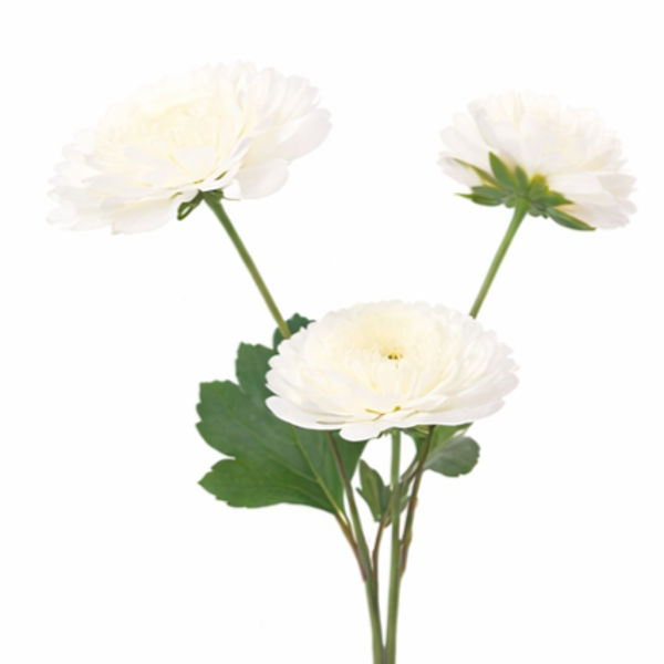 Ranonkel Cream
