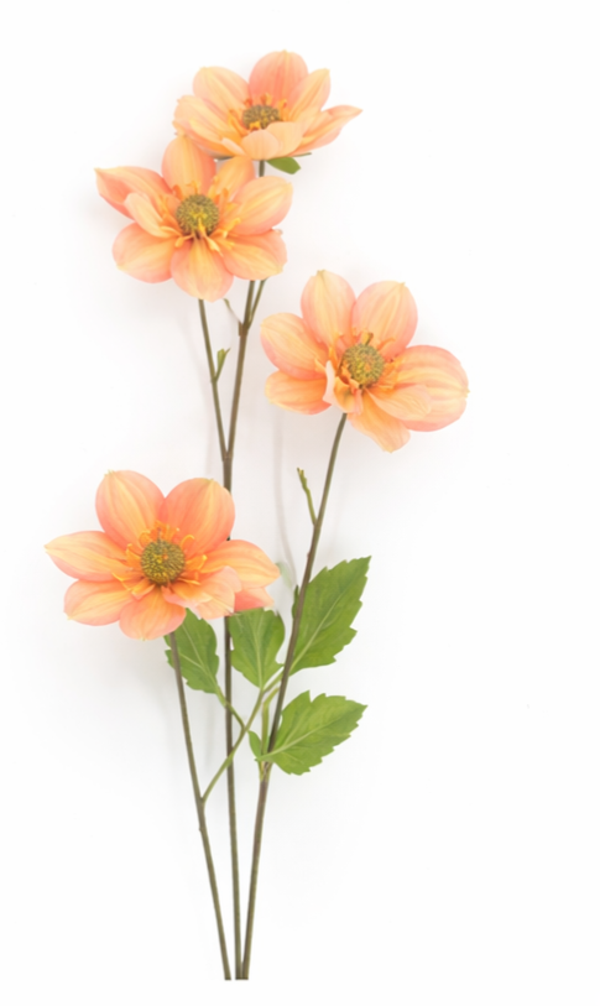 Rubeckia perzik