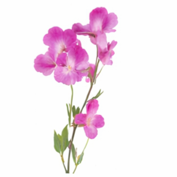 Lathyrus Paars