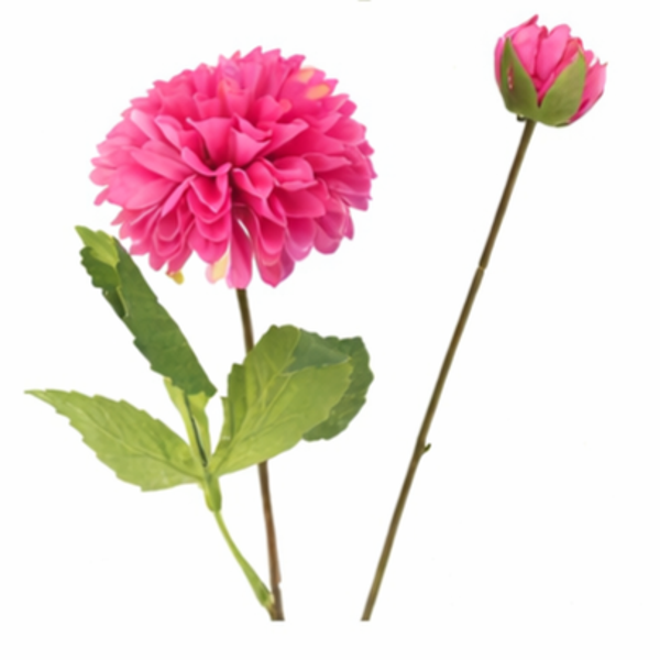 Dahlia Beauty rose