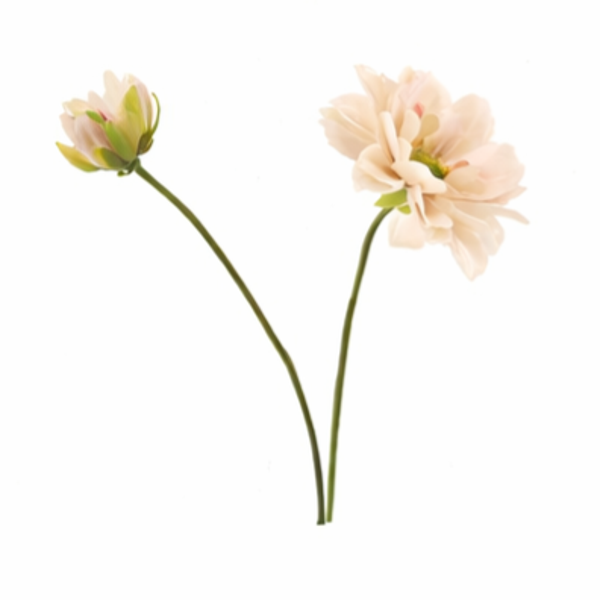 Dahlia cream