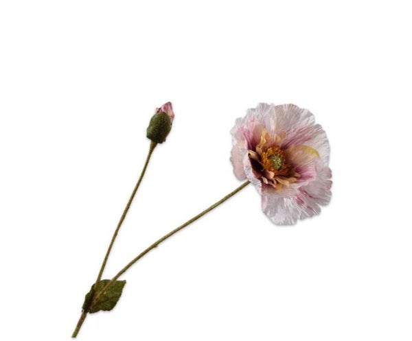 Klaproos Mauve