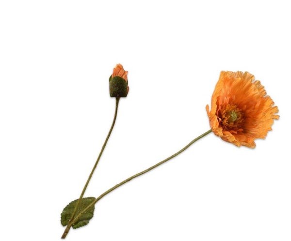 Klaproos oranje