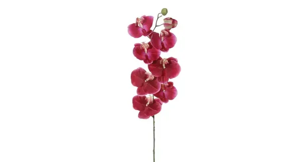 Phalaenopsis Cerise