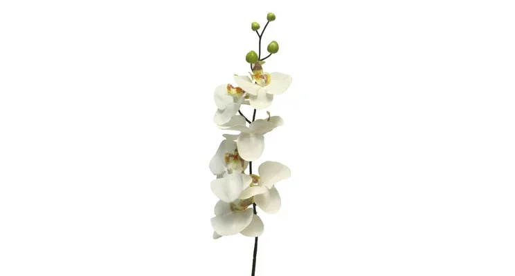 Phalaenopsis Cream