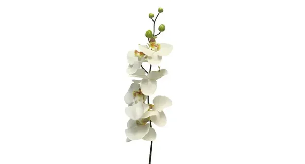 Phalaenopsis Cream