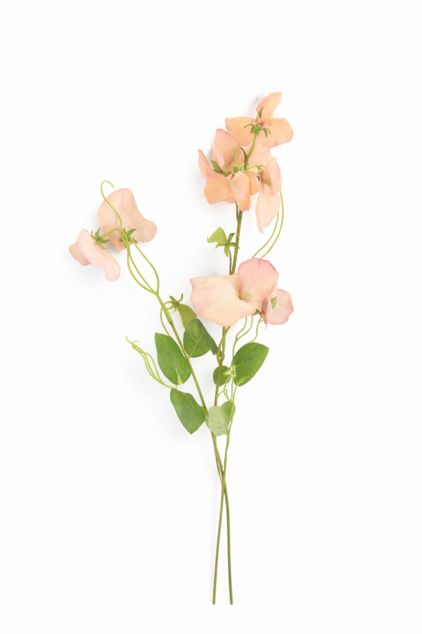 Lathyrus perzik