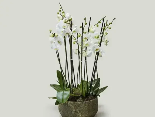 Orchidee in pot