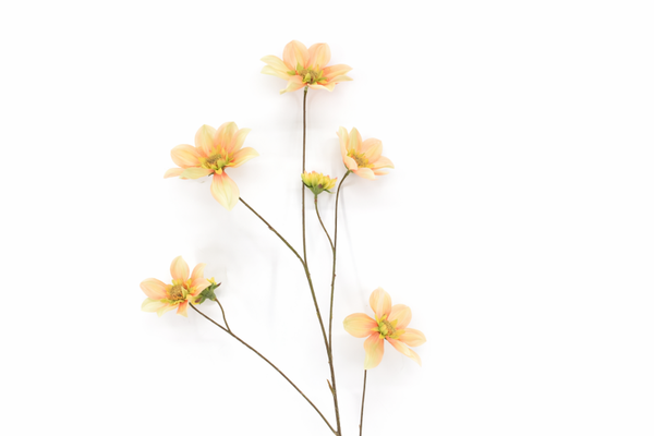 Rubeckia Mauve