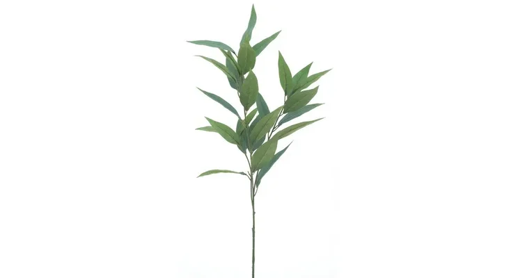 Salvia Leaf Spray Green