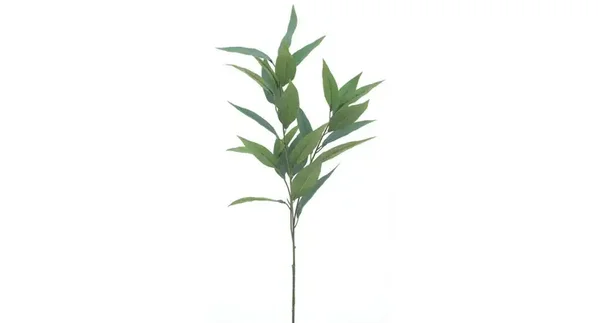 Salvia leaf spray green