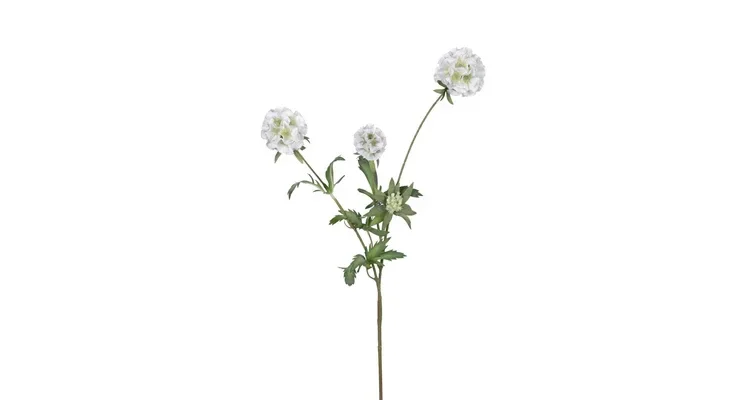 Scabiosa stellata wit