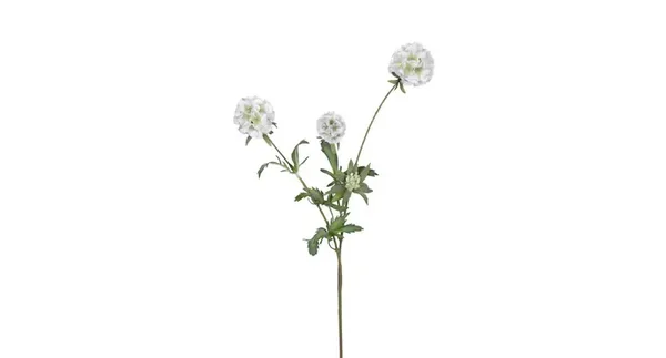 Scabiosa stellata wit