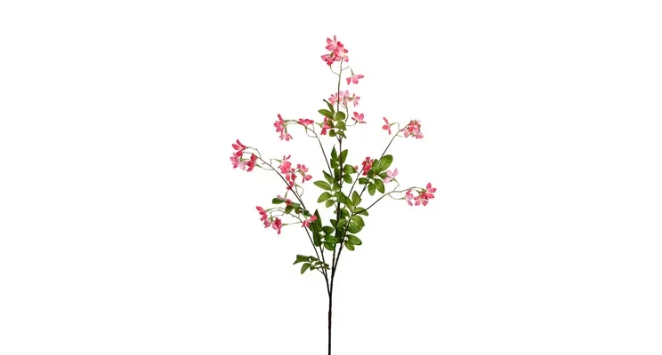 Stephanotis Koraal