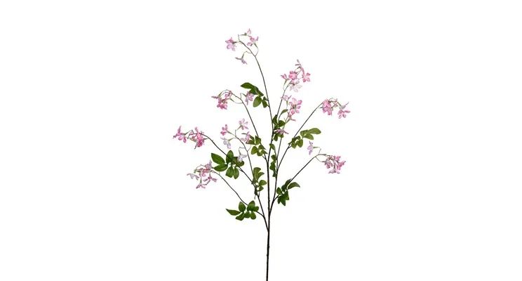 Stephanotis Roze