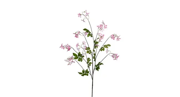 Stephanotis Roze