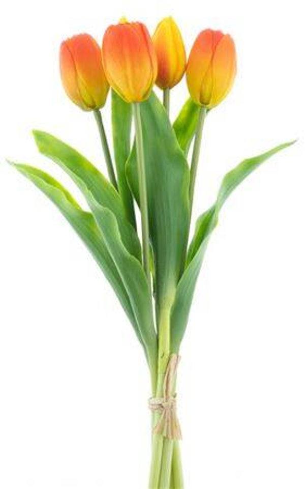 Tulpen Oranje