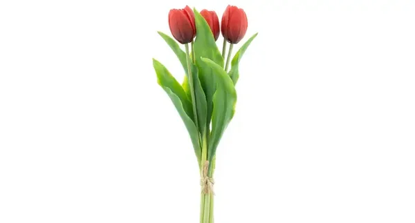 Tulpen rood