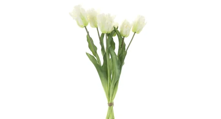 Tulpen Wit