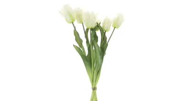 Tulpen Wit