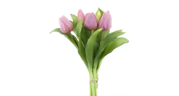 Tulpen Mauve
