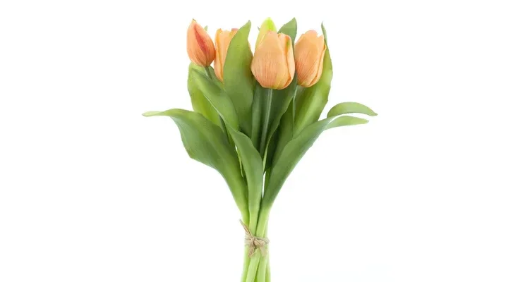 Tulpen Peach