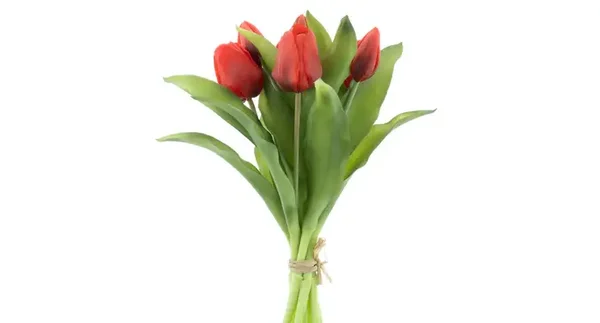 Tulpen rood