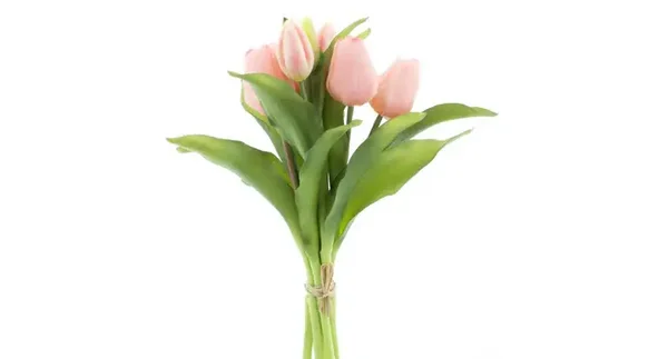 Tulpen Roze