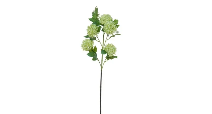 Viburnum Licht Groen