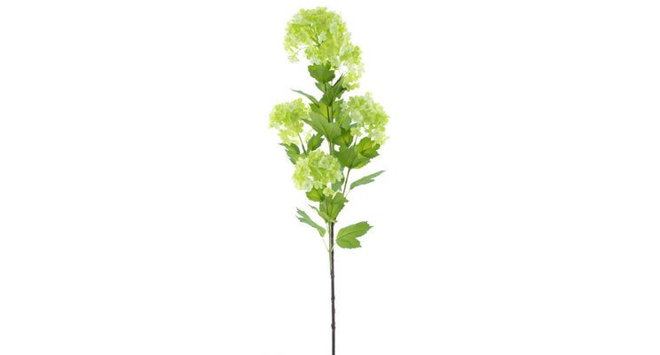 Viburnum groen