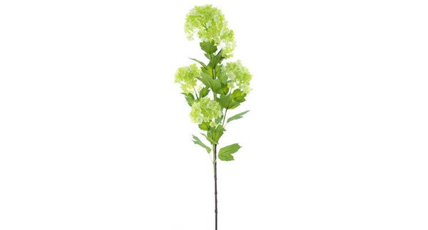 Viburnum groen