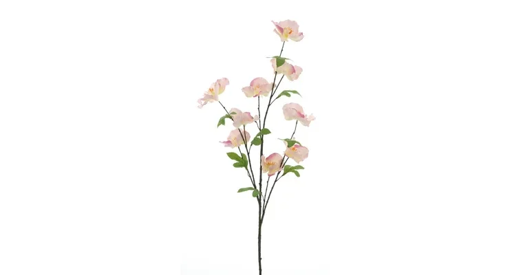Wild camellia pink