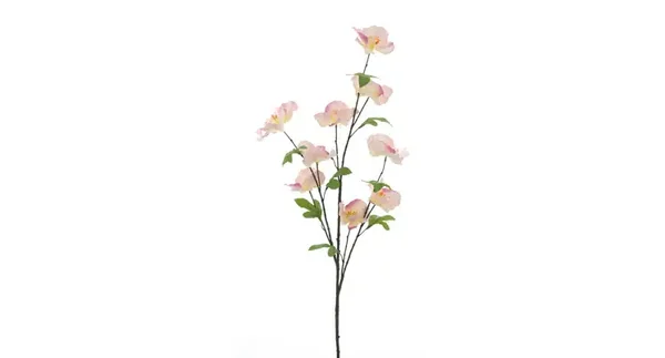 Wild camellia pink