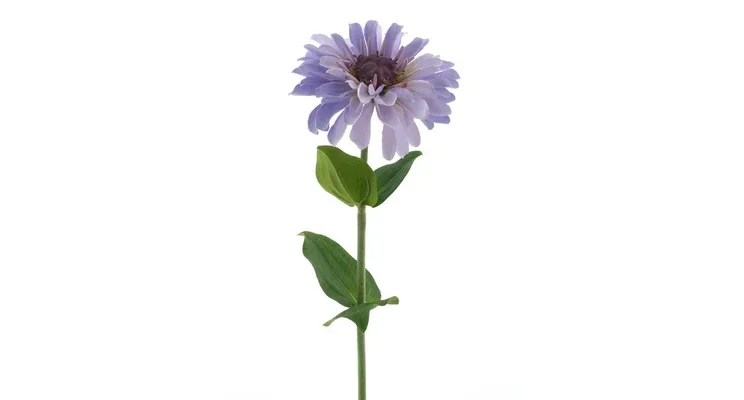 Zinnia Lavender