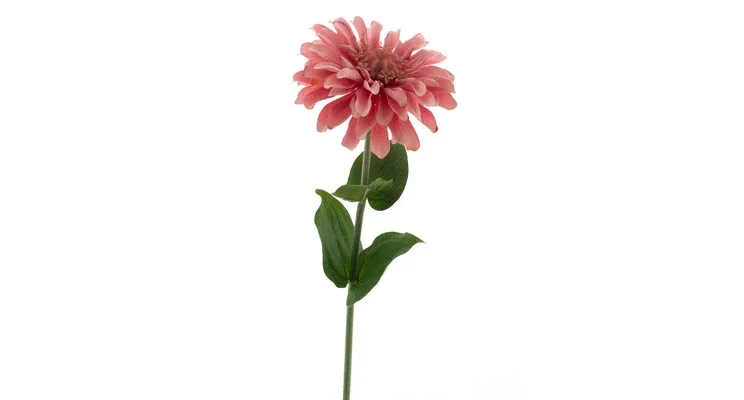Zinnia Pink