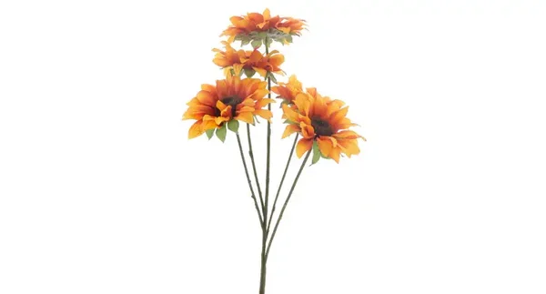 Zonnebloem Malibu
