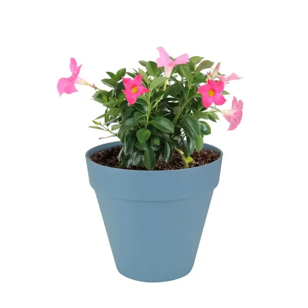 Potgrond 4 zakken á 20 liter