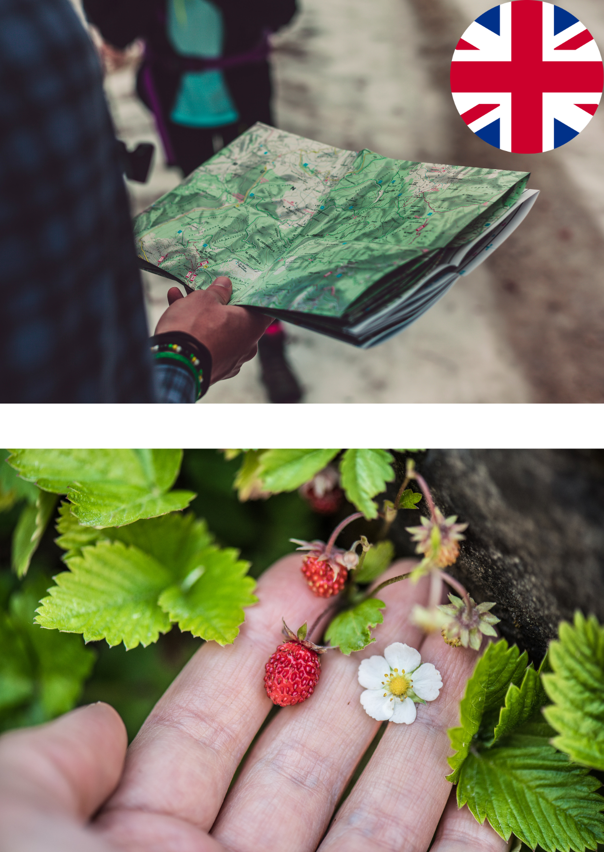 Survival Course Experience or Foraging wild plant (in english)