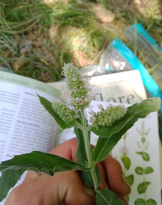 Devenez cueilleur de plantes autonome