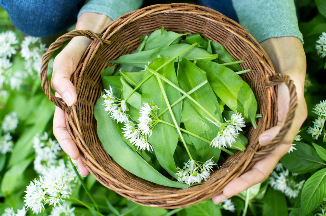 Journée découverte des plantes sauvages comestibles