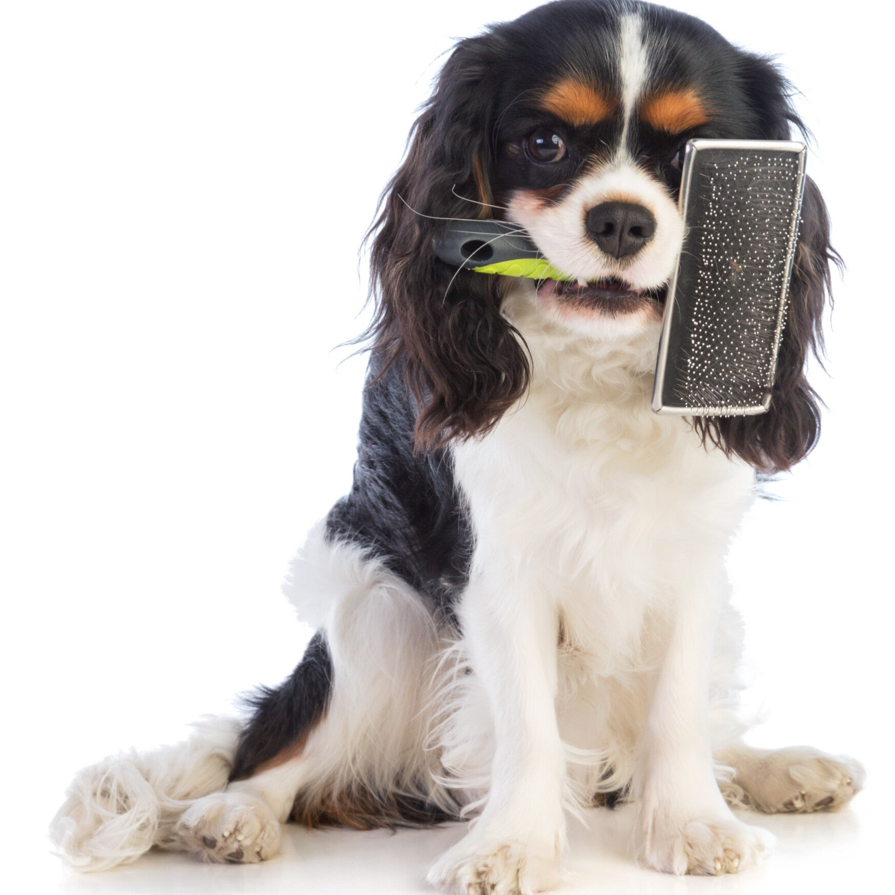 Leer je eigen hond trimmen - Workshop op locatie in Amsterdam-Noord