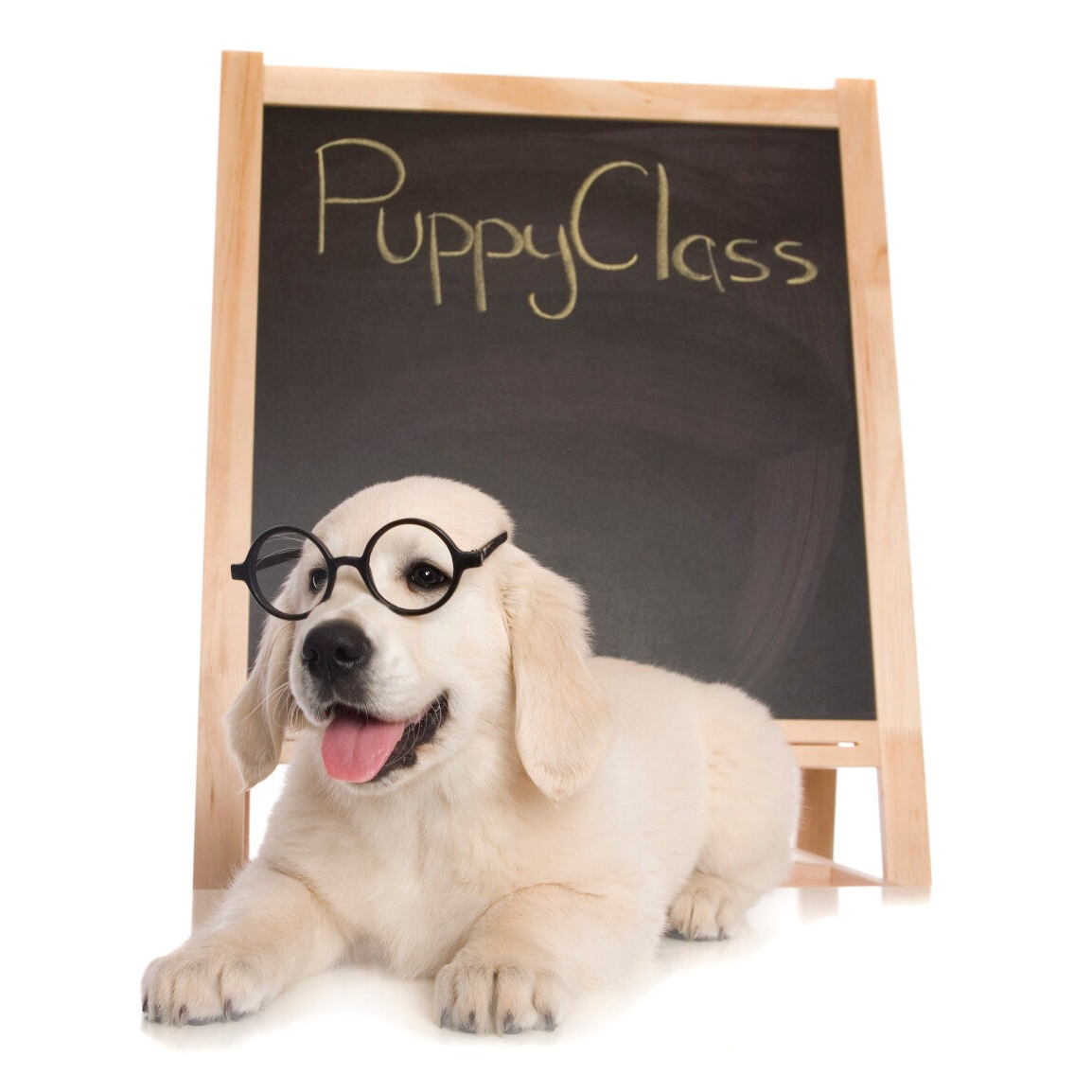 Privécursus voor puppies