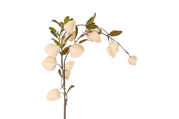 Zijdetak Physalis Creme