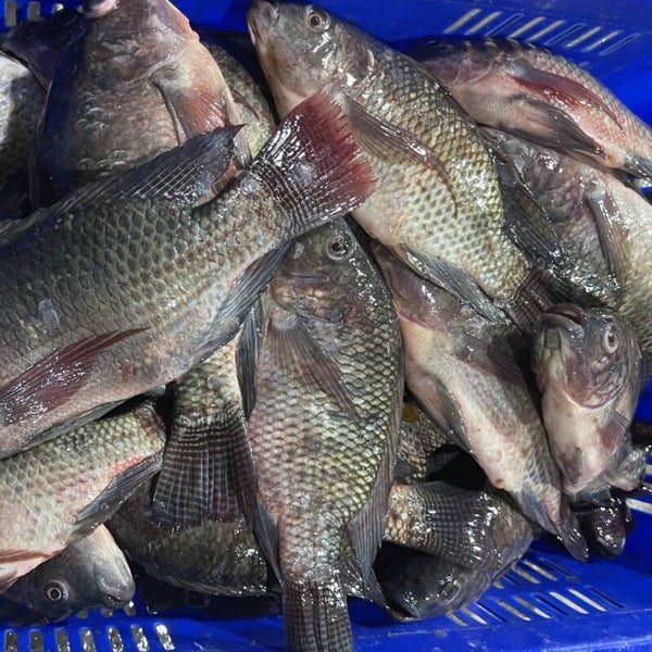 Doos Black Tilapia 4kg