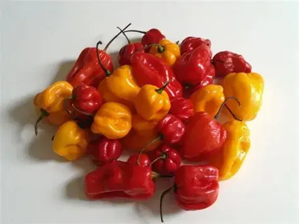 Adjoema peper